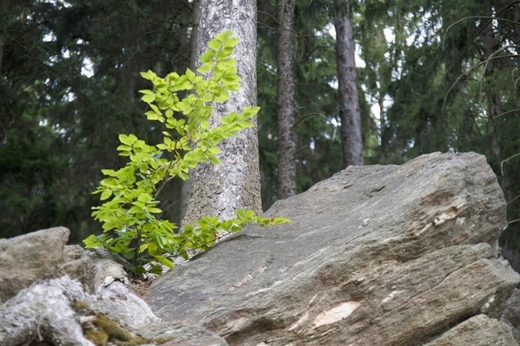 IMGP8970 (640x427).jpg